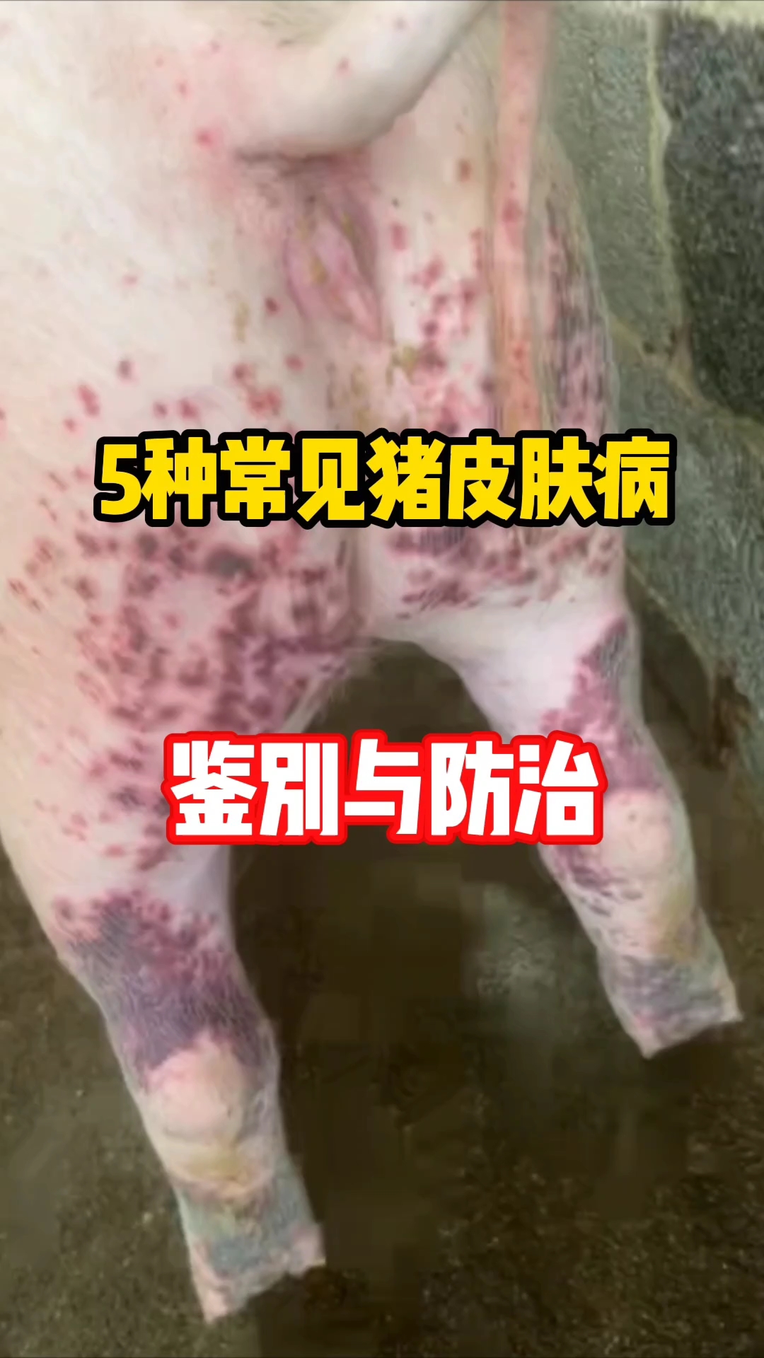 【最近猪出现了啥疫情/最近猪疫情哪里最严重】 【最近猪出现了啥疫情/最近猪疫情哪里最严重】