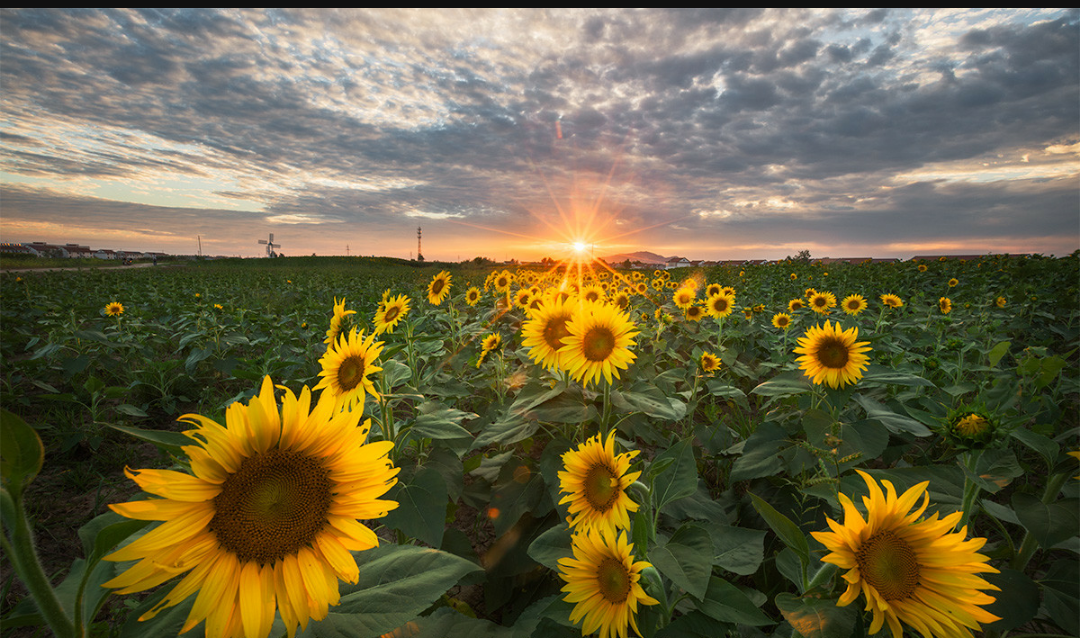 【绿色青浦疫情最新分布,为什么绿色青浦app下载后打不开】