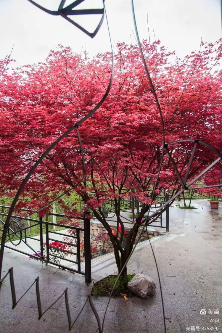 红枫岭一至三期】 红枫岭一至三期】