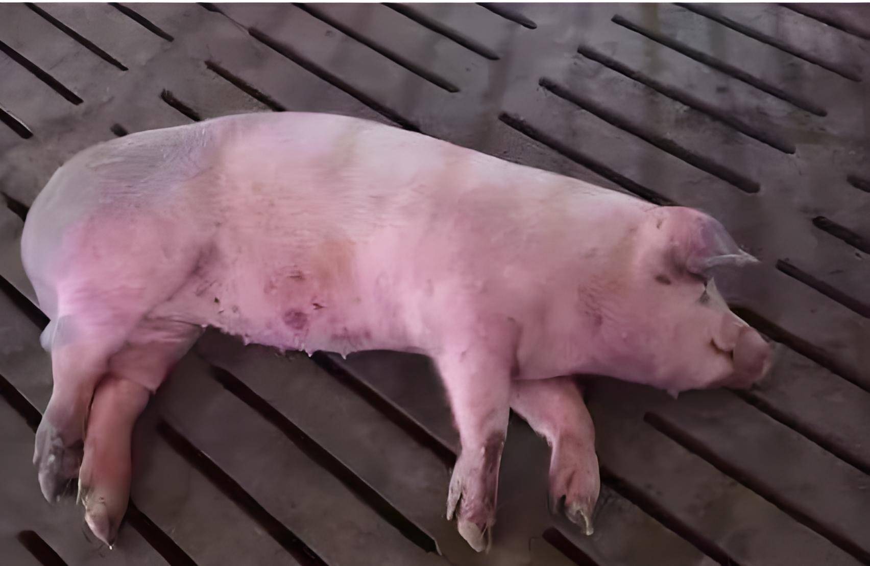 【非洲猪瘟疫情新闻,非洲猪瘟疫情新闻报道】